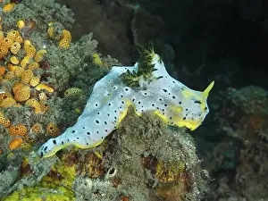 Dive Site Prints: Snail with dotted patterns, grey banana nudibranch (Notodoris serenae)