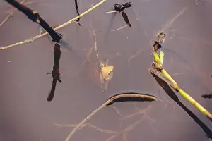 Green Lake Prints: Snails in almost transparent lake water
