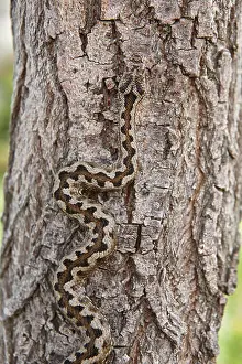 Imitation Prints: Snake camouflage. Vipera aspis detail on a trunk surface. Vertical