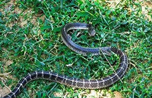 Lepidosauria Prints: Snake Common krait (Bungarus caeruleus) captive