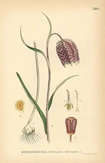 Checked Prints: Snake's head fritillary, Fritillaria meleagris