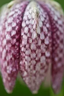 Plaid Prints: Snake's head fritillary (Fritillaria meleagris), Emsland, Lower Saxony, Germany