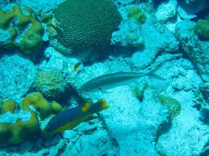 Reality Prints: Snorkeling Bonaire - underwater view at fishes like Spanish hogfish