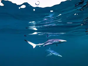 Pelagic Prints: Snorkelling with Blue Sharks off the coast of Plymouth, UK