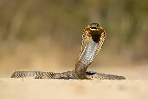 Venomous Prints: The snouted cobra (Naja annulifera)