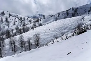 Snow White Prints: Snow