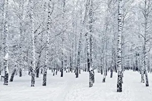 Snowdrift Prints: Snow on the birch trees in the forest at winter day time
