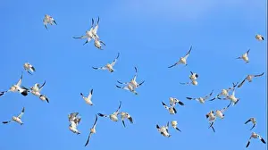 Snow Bunting Prints: Snow bunting flying on a blue sky in Quebec, Canada