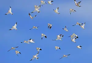 Snow Bunting Prints: Snow bunting flying on a blue sky in Quebec, Canada