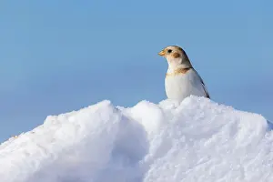 Plectrophenax Nivalis Prints: snow bunting (Plectrophenax nivalis)