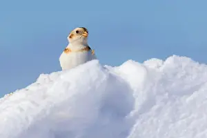 Plectrophenax Nivalis Prints: snow bunting (Plectrophenax nivalis)