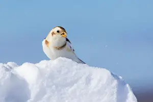 Plectrophenax Nivalis Prints: snow bunting (Plectrophenax nivalis)