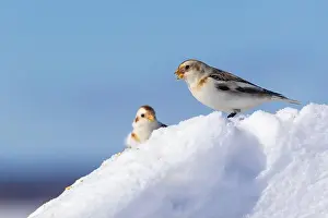 snow bunting (Plectrophenax nivalis)