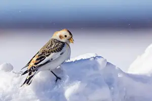 Plectrophenax Nivalis Prints: snow bunting (Plectrophenax nivalis)