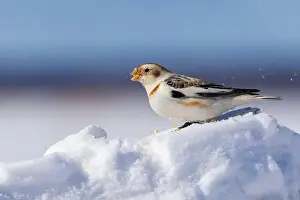 Plectrophenax Nivalis Prints: snow bunting (Plectrophenax nivalis)