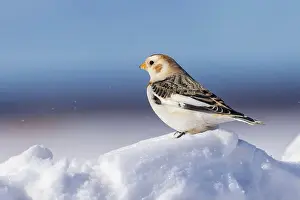 Plectrophenax Nivalis Prints: snow bunting (Plectrophenax nivalis)