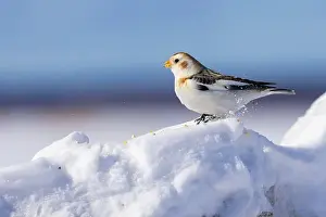 Plectrophenax Nivalis Prints: snow bunting (Plectrophenax nivalis)