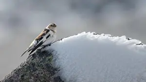 Cairngorms Prints: Snow bunting (Plectrophenax nivalis) on the summit of Cairn Gorm mountain