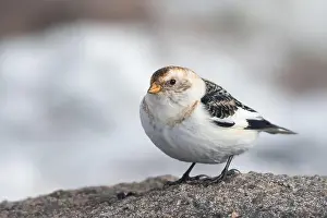 Cairngorms Prints: Snow bunting (Plectrophenax nivalis) on the summit of Cairn Gorm mountain