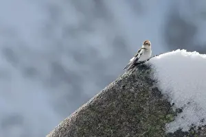 Cairngorms Prints: Snow bunting (Plectrophenax nivalis) on the summit of Cairn Gorm mountain