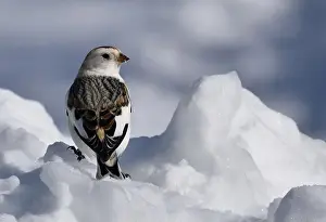 Bunting Prints: A snow bunting in winter, Sainte-Apolline, Québec, Canada