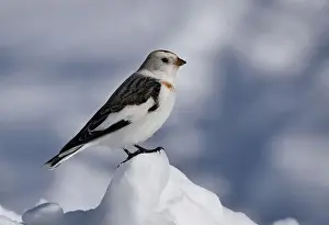 Bunting Prints: A snow bunting in winter, Sainte-Apolline, Québec, Canada