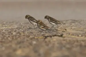 Tundra Prints: The snow buntings in a sandstorm