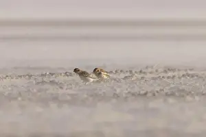 Tundra Prints: The snow buntings in a sandstorm