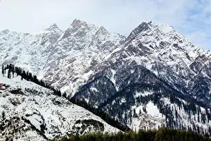 Capped Prints: Snow capped hills and pine forest area of Manali, Himachal Pradesh, india