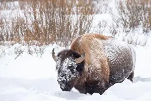 Yellowstone National Park Prints: Snow covered bison (Bison bison)