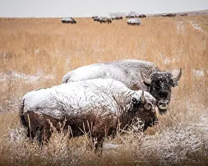Chilly Prints: Two snow covered bison stand in a tall grass field