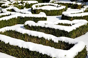Maze Prints: Snow covered box hedge