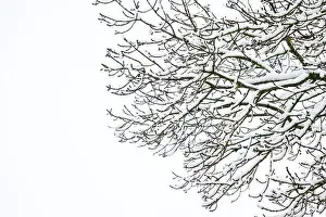 Remove Prints: Snow covered branches on an Ash Tree against a white sky