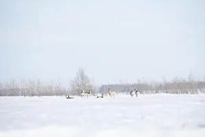 Remote Area Prints: Snow-covered landscape in winter with a herd of deers