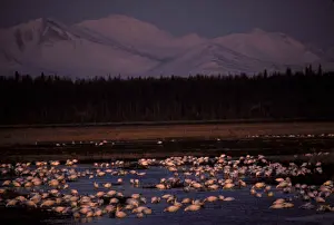 Geese Prints: Snow Geese Chen hyperborea spring migration feeding in mudflats of delta of Kenai River Kenai National Wildlife Refuge