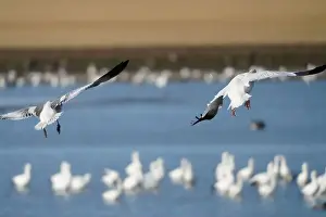 Animal Migration Prints: Snow Geese in Flight