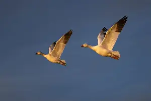 Migrating Prints: Snow geese in flight. Bosque del Apache National Wildlife Refuge, New Mexico