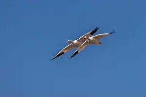 Migrating Prints: Snow geese in flight. Bosque del Apache National Wildlife Refuge, New Mexico