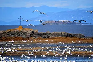 Islet Prints: Snow geese in spring, L'Islet, Québec, Canada