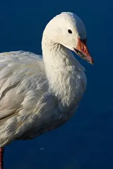 Fraser River Prints: Snow goose (Anser caerulescens)