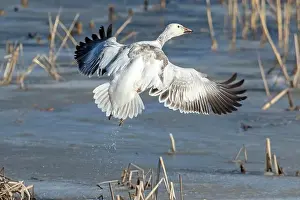 Quebec Province Prints: Snow goose (Anser caerulescens)