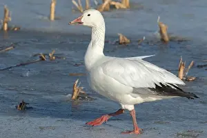 Quebec Province Prints: Snow goose (Anser caerulescens)