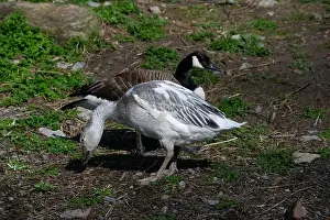 Snow Goose Prints: A snow goose and a Canada goose