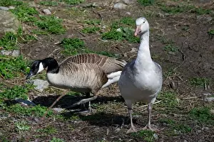 Snow Goose Prints: A snow goose and a Canada goose