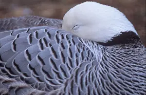 Goose Prints: Snow goose Chen caerulescens resting at Edinburgh Zoo
