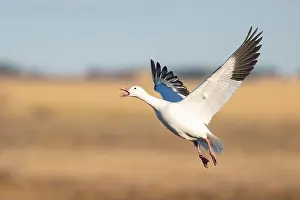 Goose Prints: Snow Goose in flight in South Dakota