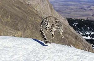 Felidae Prints: Snow leopard or Irbis, Panthera uncia, adult animal, jump, snow