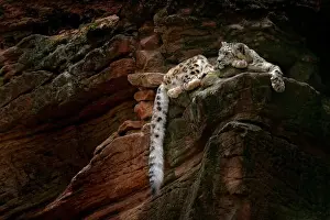 Mongolia Prints: Snow leopard with long tail in the daRK rock mountain