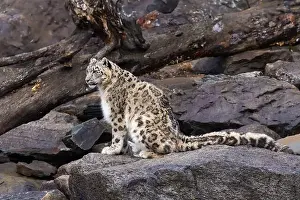 snow leopard (Panthera uncia), commonly known as the ounce