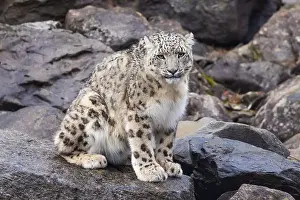 Panthera Prints: snow leopard (Panthera uncia), commonly known as the ounce